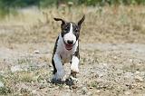 BULL TERRIER 077